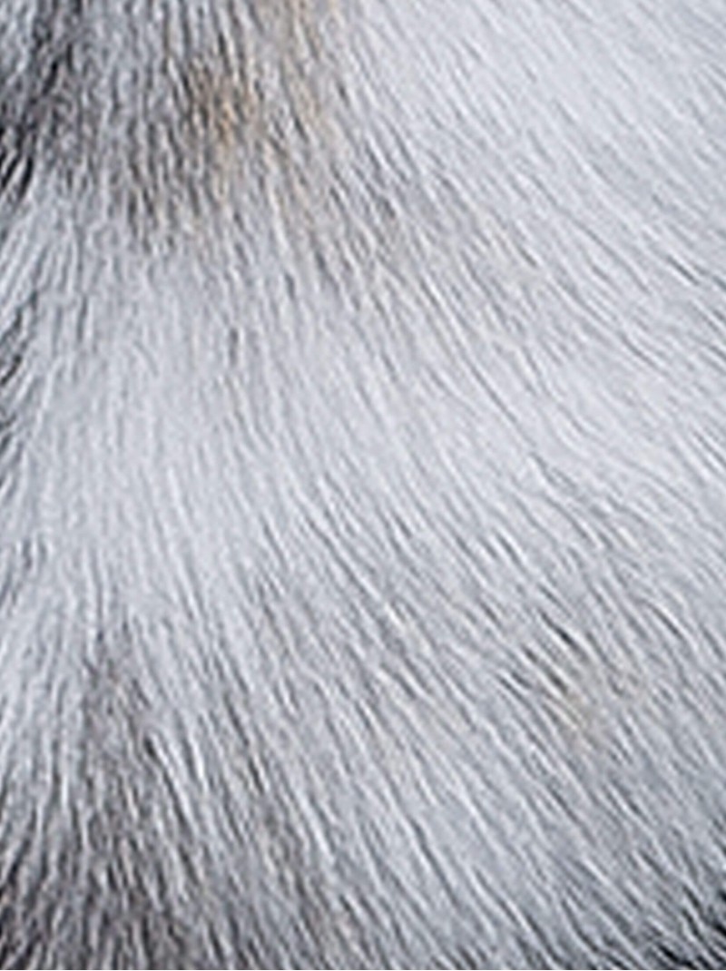 Fox Fur Etol