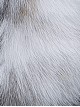 Fox Fur Etol